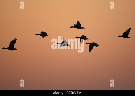 Greylag geese (Anser anser) in flight, Belgium Stock Photo