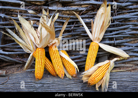 Corn cobs drying - Hungary Stock Photo