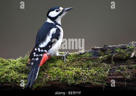 Greater spotted woodpecker (Dendrocopos major) on tree trunk, Belgium Stock Photo