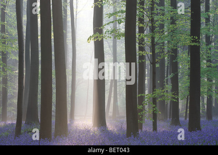 Bluebells (Scilla non-scripta / Endymion nonscriptus) in beech forest, Hallerbos, Belgium Stock Photo