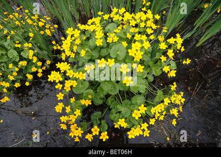 Flowering Marsh marigold / Kingcup in flower (Caltha palustris) in brook forest Stock Photo