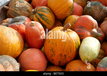 Freshly harvested whole mixed pumpkins on a farm Stock Photo