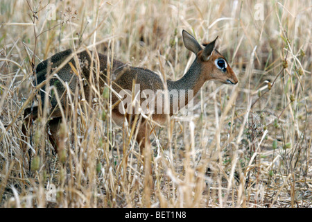 Kirk's dik-dik / damaradikdik (Madoqua kirkii) in the savanna, Tarangire National Park, Tanzania, East Africa Stock Photo