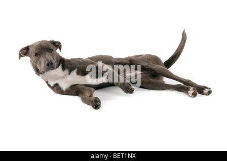 A sad brown, grey Lurcher dog lying on a white background. Stock Photo