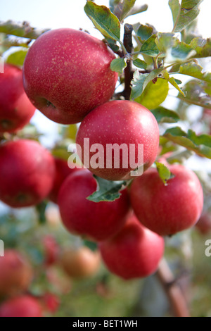 Fresh red apples on an apple tree in an orchard Stock Photo