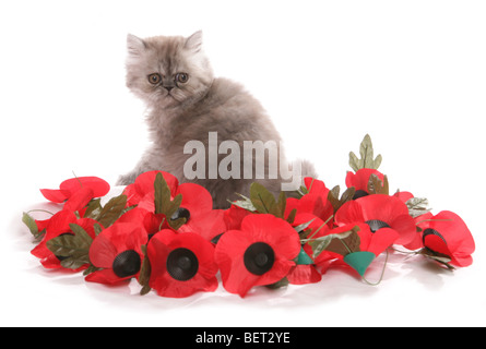persian kitten remembrance day studio portrait Stock Photo