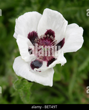Oriental Poppy, Papaver orientale 'Black & White', Papaveraceae Stock Photo