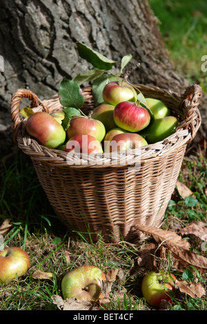 Fresh organic apples harvested in a basket in an apple orchard Stock Photo