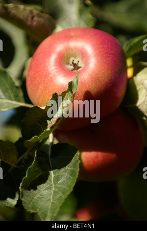 Fresh organic red apples on an apple tree Stock Photo