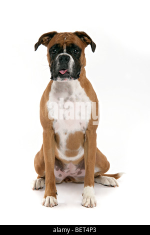 A light brown, toffee coloured Boxer dog sitting on a white background with its mouth open, tongue sticking out & ears up. Stock Photo