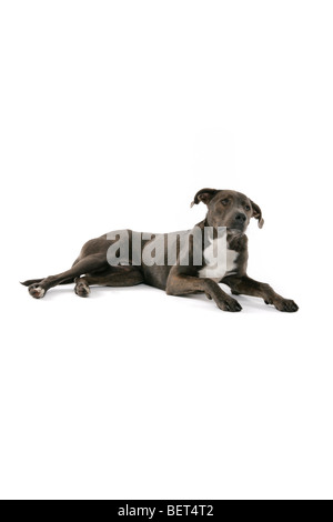 A sad brown, grey Lurcher dog lying on a white background with its ears perked up. Stock Photo