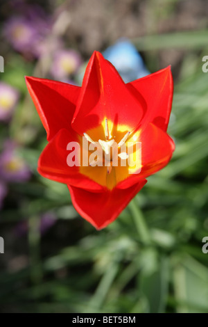 Overhead view of a bright red and yellow tulip in full bloom within a home garden. Stock Photo