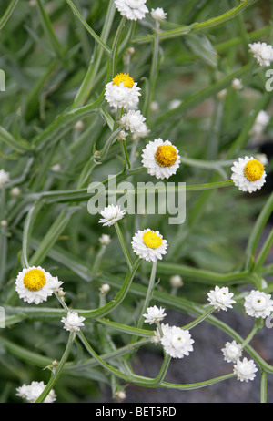 Winged Everlasting, Ammobium alatum, Asteraceae, Eastern Australia Stock Photo
