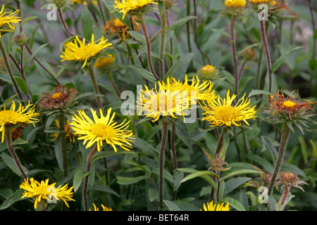 Slender-Leaved Elecampagne, Narrow-Leaved Inula, Swordleaf Inula, Inula ensifolia, Asteraceae, Europe, Temperate Asia Stock Photo