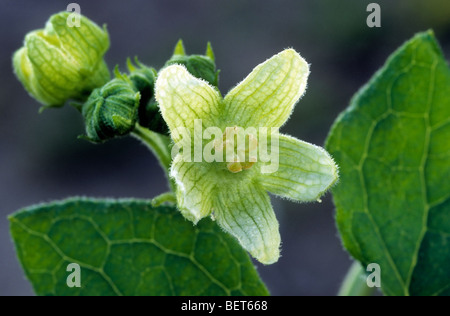 Red bryony / white bryony (Bryonia dioica) in flower Stock Photo