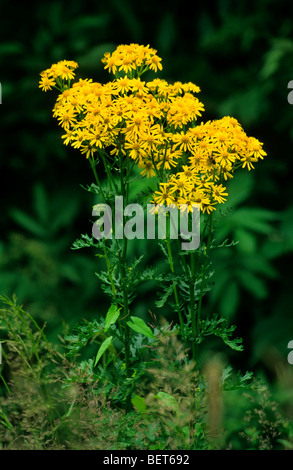 Hoary ragwort (Jacobaea erucifolia / Senecio erucifolius) in flower Stock Photo
