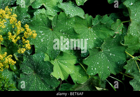 Common lady's mantle (Alchemilla vulgaris / Alchemilla acutiloba) in flower Stock Photo