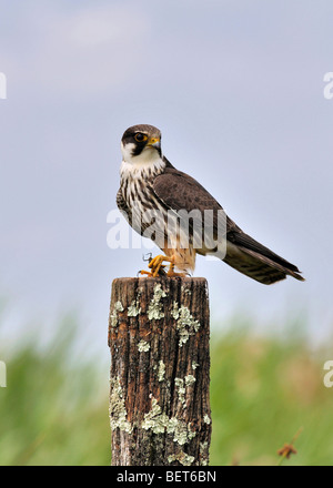 Eurasian Hobby  Falco subbuteo perched on a post with prey Stock Photo