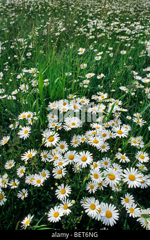 Ox-eye daisies / oxeye daisy (Leucanthemum vulgare / Chrysanthemum leucanthemum) in flower in meadow Stock Photo