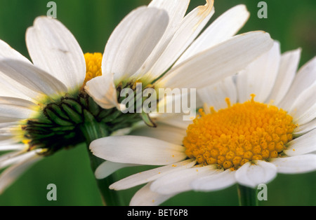 Marguerites / oxeye daisies / ox-eye daisy (Leucanthemum vulgare) in flower Stock Photo