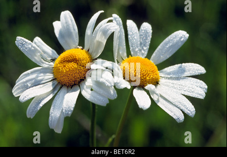 Marguerites / oxeye daisies / ox-eye daisy (Leucanthemum vulgare) in flower Stock Photo