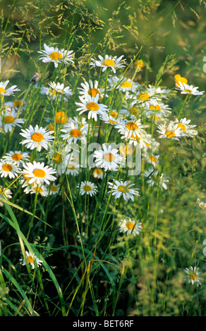 Ox-eye daisies / oxeye daisy (Leucanthemum vulgare / Chrysanthemum leucanthemum) in flower in meadow Stock Photo