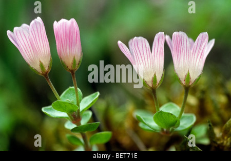 Bog pimpernel (Anagallis tenella) in flower Stock Photo