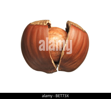 Hazelnut split open Stock Photo - Alamy