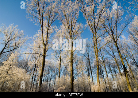 Branches of trees in broad-leaved forest in freezing winter cold covered in white frost / hoarfrost on sunny day Stock Photo