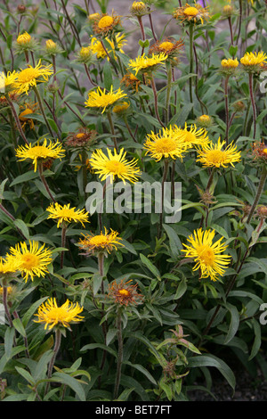 Slender-Leaved Elecampagne, Narrow-Leaved Inula, Swordleaf Inula, Inula ensifolia, Asteraceae, Europe, Temperate Asia Stock Photo