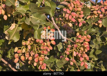 Pistachio Nuts maturing on branches 'Pistachio vera'. Stock Photo