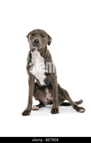 A sad brown, grey Lurcher dog sitting on its hind legs on a white background. Stock Photo