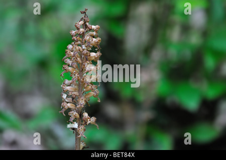 Bird's nest orchid (Neottia nidus-avis) flowering in spring in forest Stock Photo