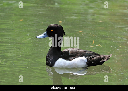 Tufted duck (Aythya fuligula) male swimming in pond Stock Photo