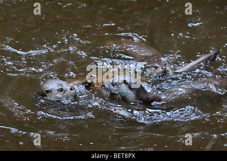 Playful European river otters (Lutra lutra) playing in water Stock Photo