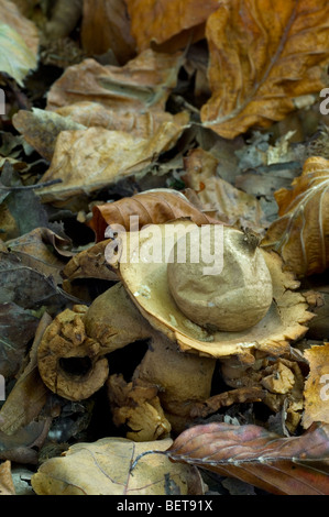 Collared earthstar / saucered earthstar / triple earthstar  (Geastrum triplex) fungus in leaf litter in autumn forest Stock Photo