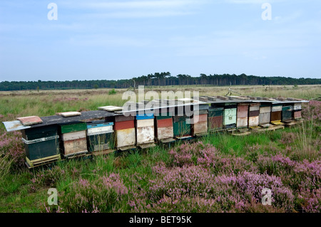 Beehives in heathland, Kalmthoutse Heide, Belgium Stock Photo