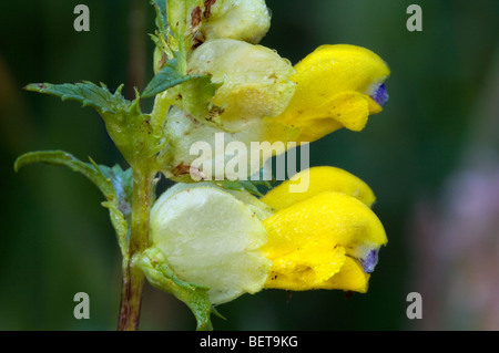 Close-up of Greater yellow-rattle (Rhinanthus angustifolius), Belgium Stock Photo