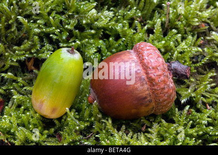 English Oak Tree (Quercus robur) acorns on moss, Belgium Stock Photo