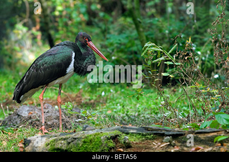 Black stork (Ciconia nigra) in forest Stock Photo