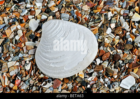 Fossil shell Astarte basteroti on white background Stock Photo - Alamy