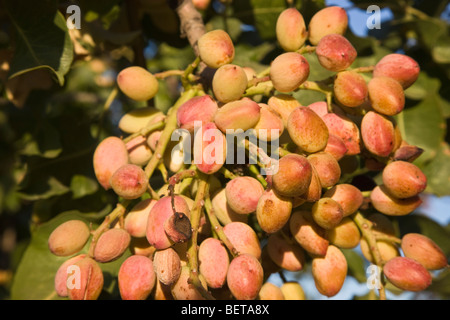 Pistachio Nuts maturing on branch ' Stock Photo