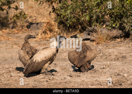 3 African Vultures standing with heads in profile as if in conference in Okavango Delta of Botswana Stock Photo