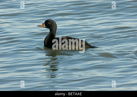 Black scoter / Common scoter (Melanitta nigra) male at sea, Belgium Stock Photo