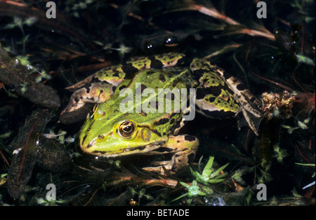 European edible frog (Rana esculenta) in pond, Belgium Stock Photo
