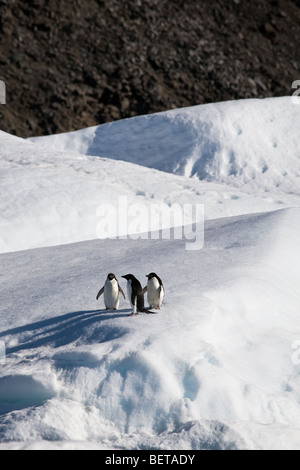 3 Adelie Penguins stand together on big snow covered iceberg, Paulette Island, Antarctica