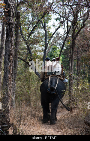 'African American' Safari tourists riding India elephant, taking pictures,  on forest trail in Kanha National Park Madhya Pradesh India Stock Photo