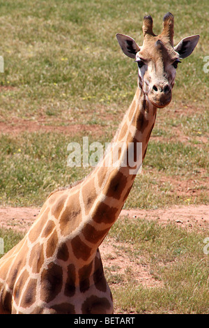 Giraffe (Giraffa camelopardalis), three quarter view portrait Stock Photo