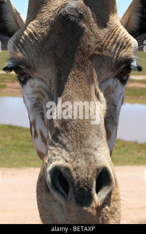 Portrait of a Giraffe (Giraffa camelopardalis) head detail Stock Photo
