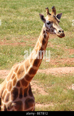 Portrait of a Giraffe (Giraffa camelopardalis), three quarter body view. Stock Photo